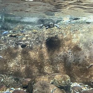 09/13/23 - African Black Mud Turtle (Pelusios subniger)