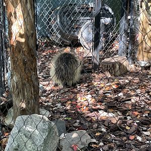 09/13/23 - North American Porcupine (Erethizon dorsatum)