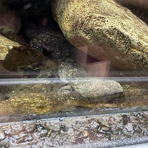 09/13/23 - Hellbender (Cryptobranchus alleganiensis)