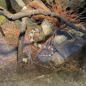 09/13/23 - Northern Pine Snake (Pituophis melanoleucus melanoleucus)