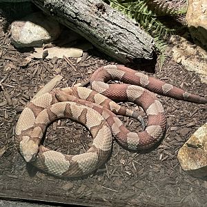 09/13/23 - Northern Copperhead (Agkistrodon contortrix mokasen)