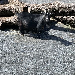 09/13/23 - Pygmy Goat (Capra hircus)