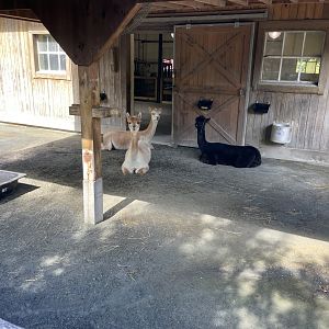 09/13/23 - Alpaca (Lama pacos)