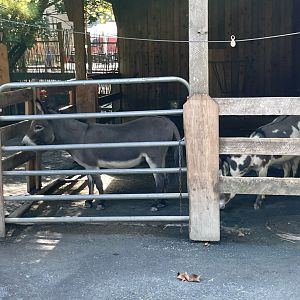 09/13/23 - Donkey (Equus africanus asinus)