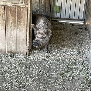 09/13/23 - Kunekune Pig (Sus domesticus)