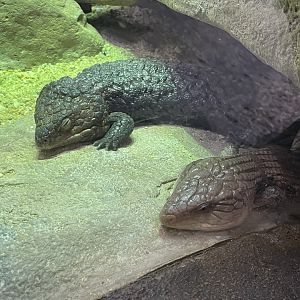 09/13/23 - Shingleback (Tiliqua rugosa) and Common Blue-Tongued Skinks (Tiliqua scincoides)