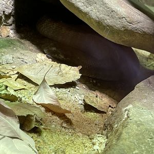 09/13/23 - Plains Death Adder (Acanthophis hawkei)