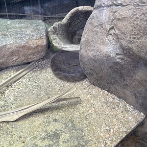 09/13/23 - Woma Python (Aspidites ramsayi)