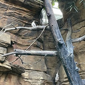 09/13/23 - Pied Imperial Pigeon (Ducula bicolor)