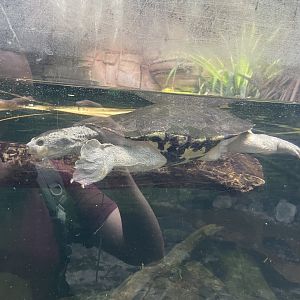 09/13/23 - Turtle #1 (Uncertain of species)