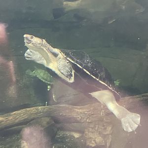 09/13/23 - Turtle #2 (Uncertain of species)