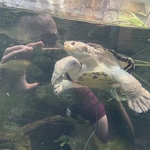 09/13/23 - Turtle #3 (Uncertain of species)