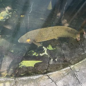 09/13/23 - Australian Lungfish (Neoceratodus forsteri)
