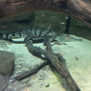 09/13/23 - Freshwater Crocodile (Crocodylus johnstoni)