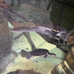 09/13/23 - Darwin Snake-Necked Turtle (Chelodina kurrichalpongo)