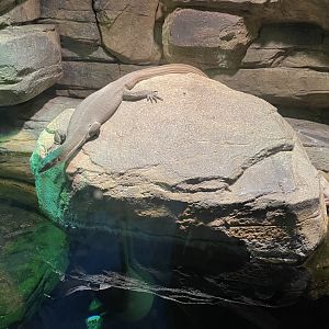 09/13/23 - Merten's Water Monitor (Varanus mertensi)