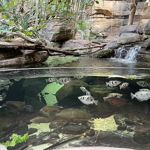 09/13/23 - Archerfish, Catfish, Lungfish, and Fly River Turtle
