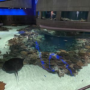 09/13/23 - Blacktip Reef