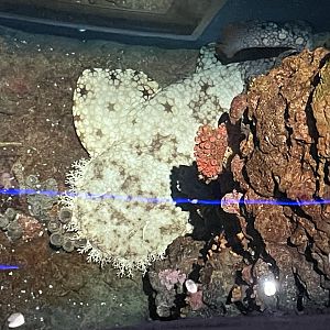 09/13/23 - Tasselled Wobbegong (Eucrossorhinus dasypogon)