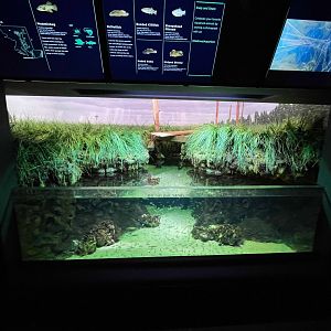 09/13/23 - Chesapeake Marsh Tank