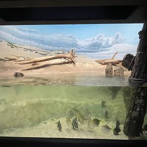 09/13/23 - Assateague Beach Tank