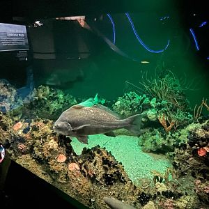 09/13/23 - Atlantic Shelf Tank