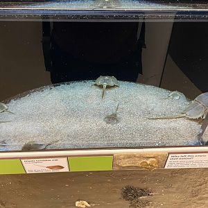09/13/23 - Atlantic Horseshoe Crab (Limulus polyphemus) Tank
