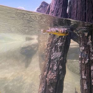 09/13/23 - Striped Burrfish (Chilomycterus schoepfi)