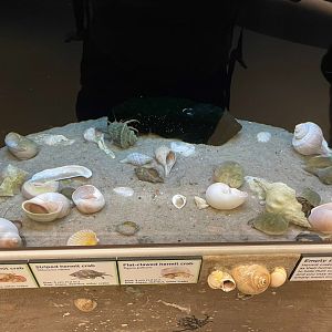 09/13/23 - Hermit Crab Tank