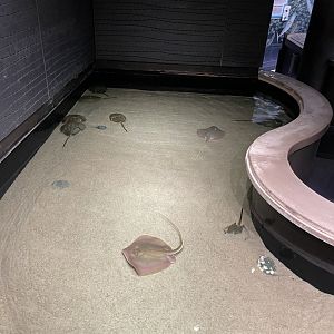 09/13/23 - Horseshoe Crab and Stingray Touch Tank
