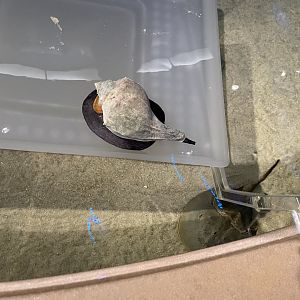 09/13/23 - Knobbed Whelk (Busycon carica) in Touch Tank