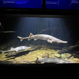 09/13/23 - Gar and Sturgeon Tank