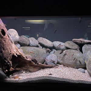 09/13/23 - Cichlid Tank
