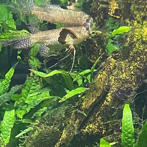 09/13/23 - Freshwater Butterflyfish (Pantodon buchholzi)