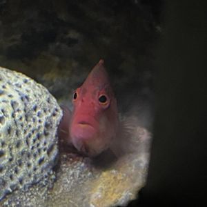 09/13/23 - Whiteline Hawkfish (Paracirrhites arcatus)