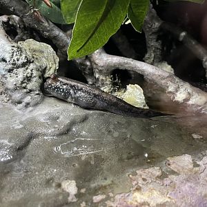 09/13/23 - Atlantic Mudskipper (Periophthalmus barbarus)
