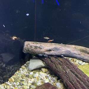 09/13/23 - Sunburst Diving Beetles (Thermonectus marmoratus)