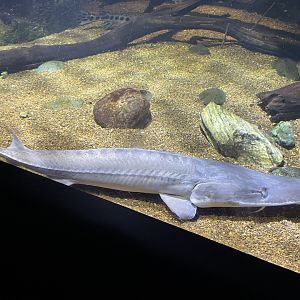 09/13/23 - Pallid Sturgeon (Scaphirhynchus albus)