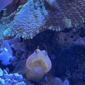 09/13/23 - Banded Shrimpgoby (Cryptocentrus cinctus)