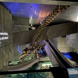 09/13/23 - Fin Whale (Balaenoptera physalus) Skeleton