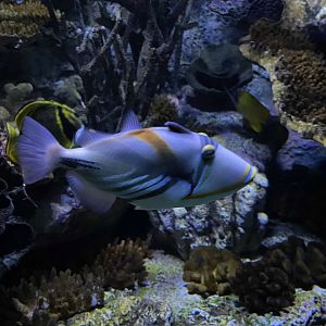 09/13/23 - Picasso Triggerfish (Rhinecanthus aculeatus)