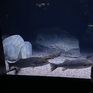 09/13/23 - Striped Bass (Morone saxatilis)