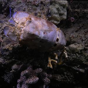 09/13/23 - Ridged Slipper Lobster (Scyllarides nodifer)