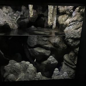 09/13/23 - Blind Cavefish (Astyanax jordani) Tank