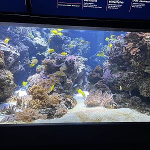 09/13/23 - Pacific Coral Reef Tank