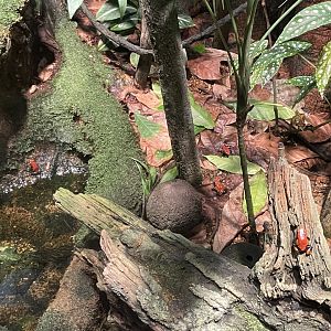 09/13/23 - Splashback Poison Dart Frog (Adelphobates galactonotus)
