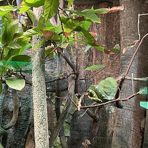 09/13/23 - Emerald Tree Boa (Corallus caninus)