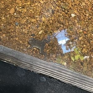 09/13/23 - Sabana Surinam Toad (Pipa parva)