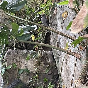 09/13/23 - Screaming Piha (Lipaugus vociferans)