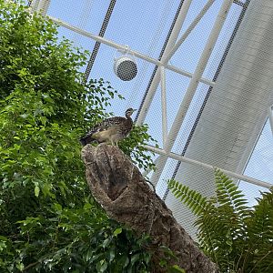 09/13/23 - Sunbittern (Eurypyga helias)